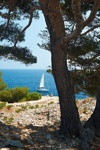 黑醋栗 法国 calanque