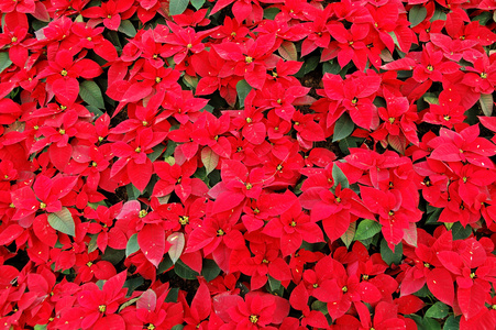 红色圣诞植物