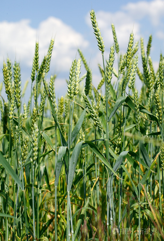 px发票合同问题/粮食小麦作物玉米查看作者其他作品查看更多>蝴蝶成熟