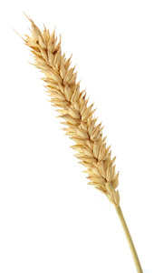小麦在白色隔离