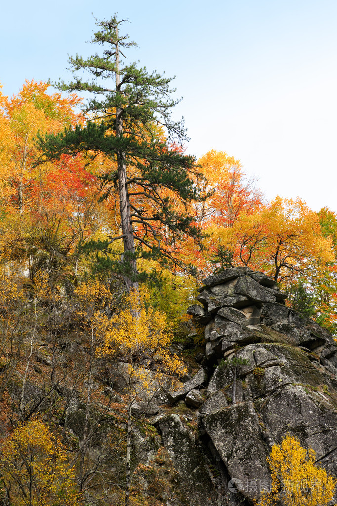 在秋天的森林中有棵松树