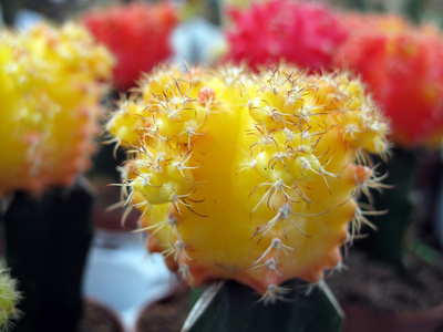 许多颜色的小 cactus