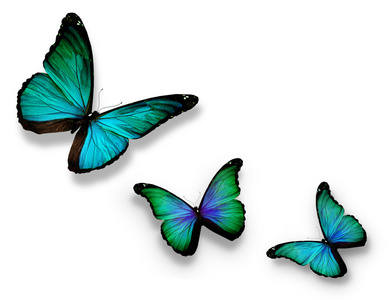 三个绿松石蝴蝶，孤立在白色