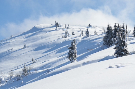 冬天用雪覆盖冷杉平静山风景