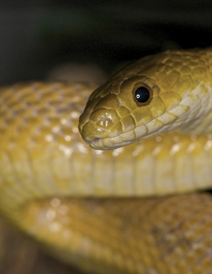 文华老鼠蛇图片