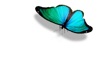 绿松石蝴蝶，孤立在白色