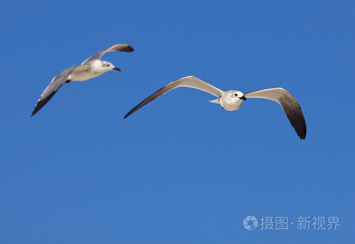 大黑背鸥拉鲁斯马林鱼