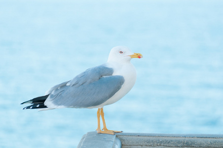 常见的海鸥