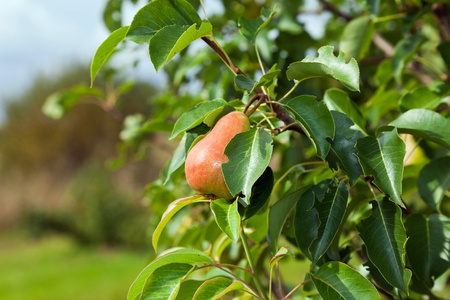 绿色树叶背景上梨照片