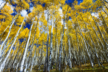 在科罗拉多州森林里高大的黄杨树