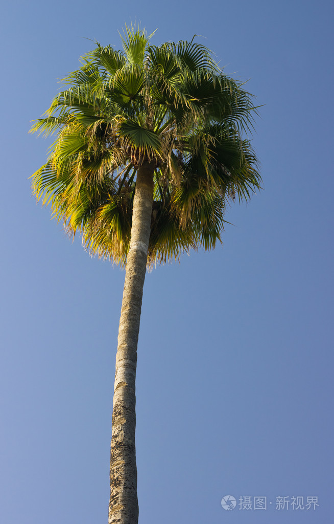 高的棕榈树