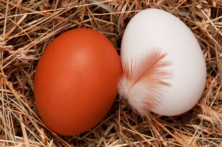 在巢里的鸡蛋