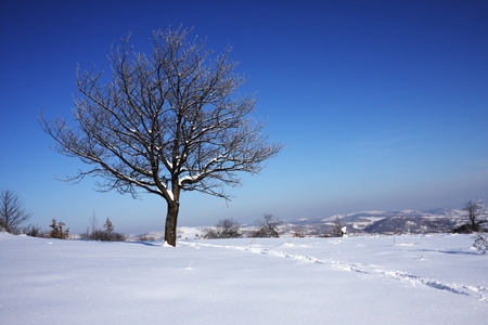 雪对蓝蓝的天空里唯一的树