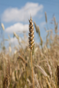 小麦在天空
