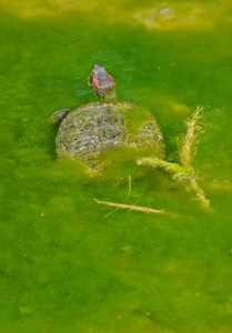 水生龟