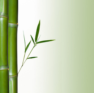 美丽竹边框。竹自然背景