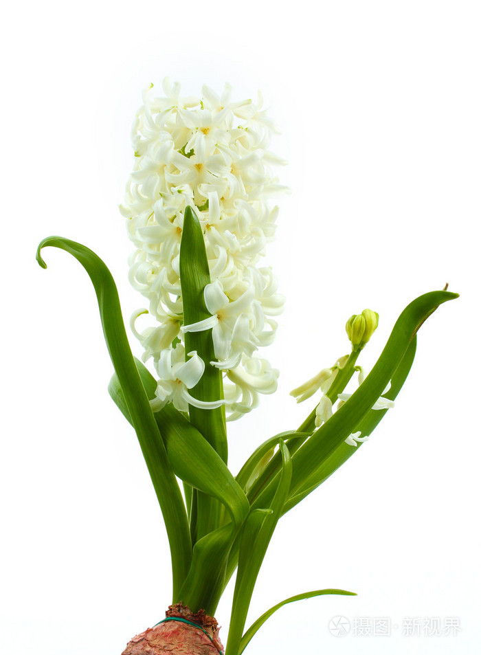 孤立在白色的美丽白色风信子