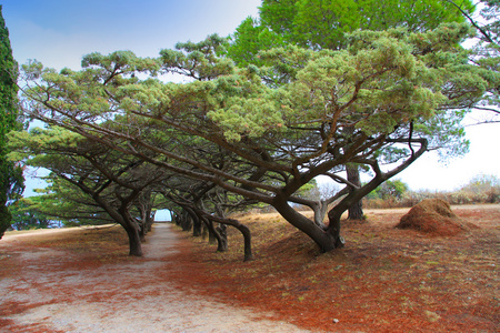 希腊罗得岛。与曲树，在 filerimos 山公园大道
