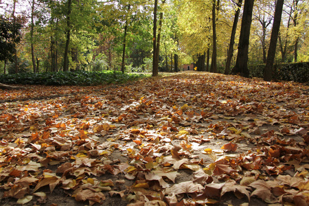 秋天在路和树上的叶子