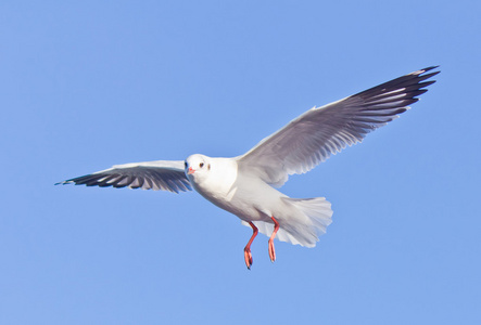 海鸥飞在蓝蓝的天空上照片