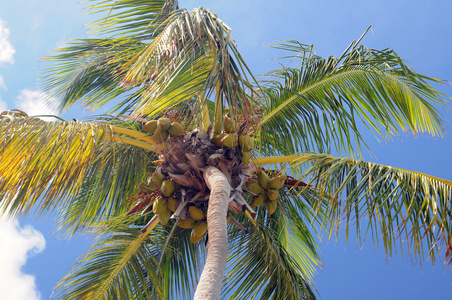 在蔚蓝的天际线的棕榈树