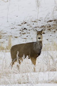 mule deer doe i sn