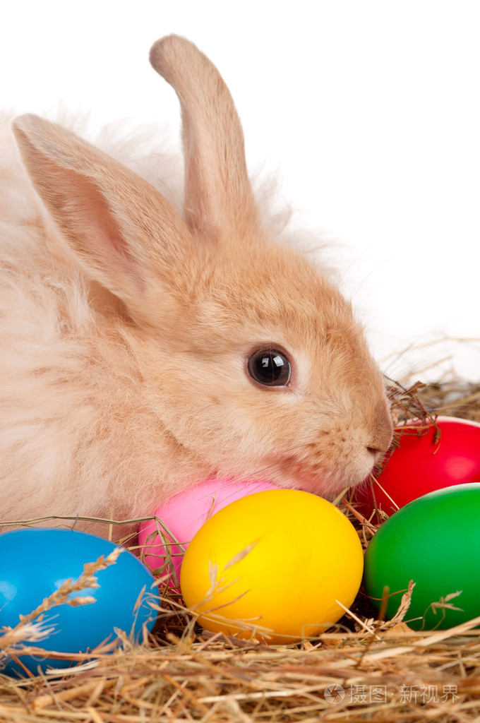 复活节彩蛋兔