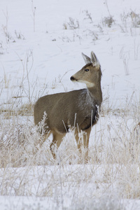 mule deer doe i sn