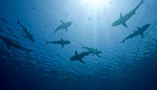 鲨鱼群图片