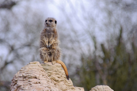 meercat 看起来很可爱