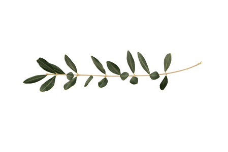 橄榄树枝用隔离在白色背景上的叶子