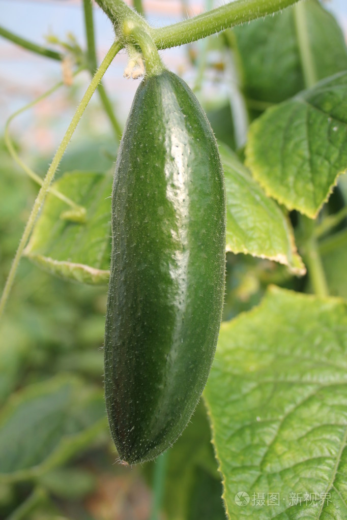 绿色黄瓜