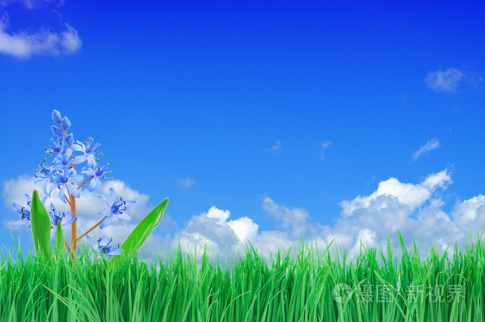 鲜花绿草和蓝天