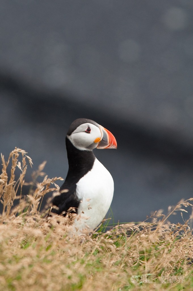 可爱puffin鸟躲在黄色草和花朵