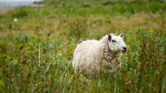 在新鲜绿草放牧绵羊