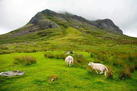 在令人惊叹的 landscapeof 苏格兰下巨大山, 放牧绵羊
