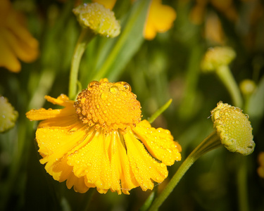 黄色 helenium 绽放的关门