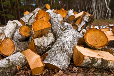 firewoods图片