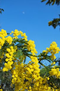 含羞草花