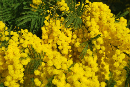 一种植物，含羞草的 3 月 8 日，国际妇女节的象征