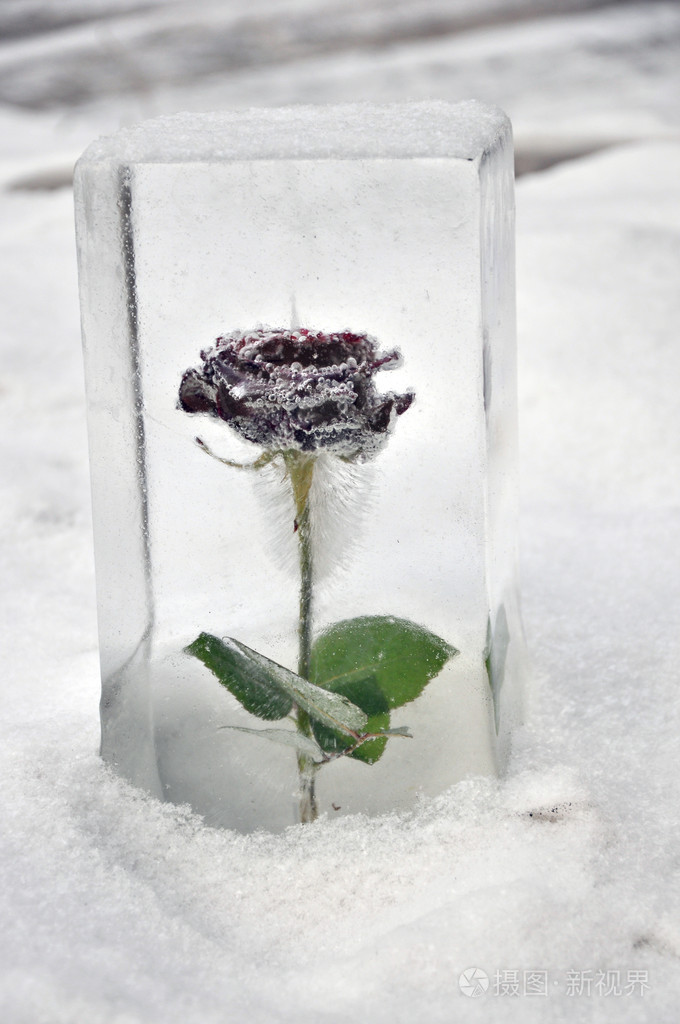 在多维数据集的冰玫瑰