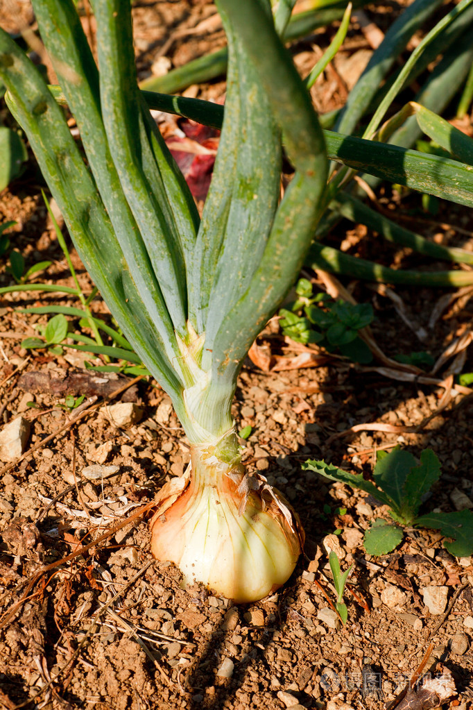 洋葱在地面的植物