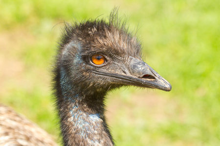 en nrbild av en emu