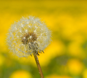 hawkbit 具有黄色背景