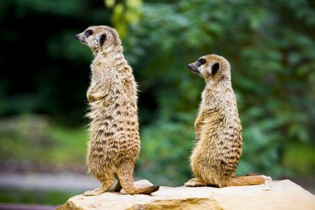 meercat 双