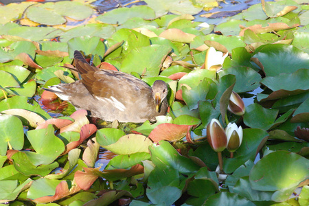 gallinula chloropus teichhuhn 雷鸟