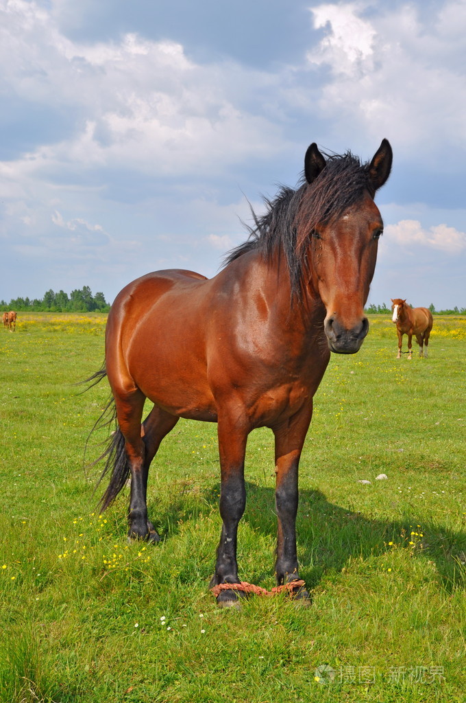 夏季牧场上的马