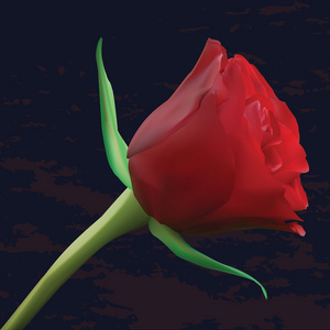 红玫瑰在黑暗的背景