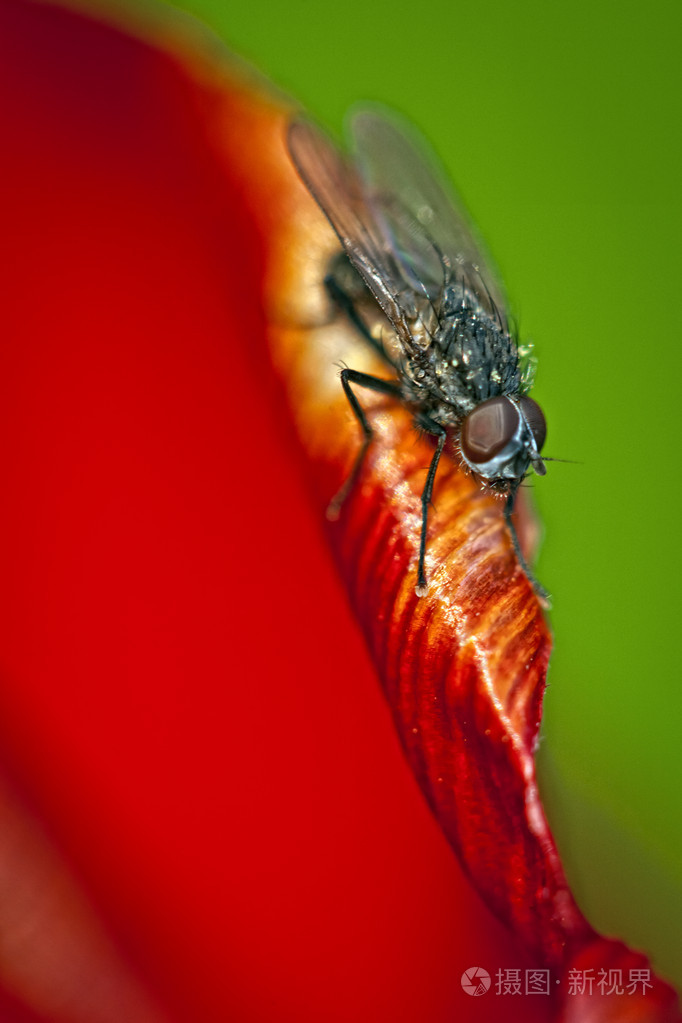 一只苍蝇的特写