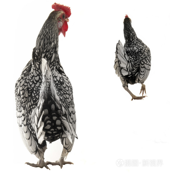 公鸡和母鸡